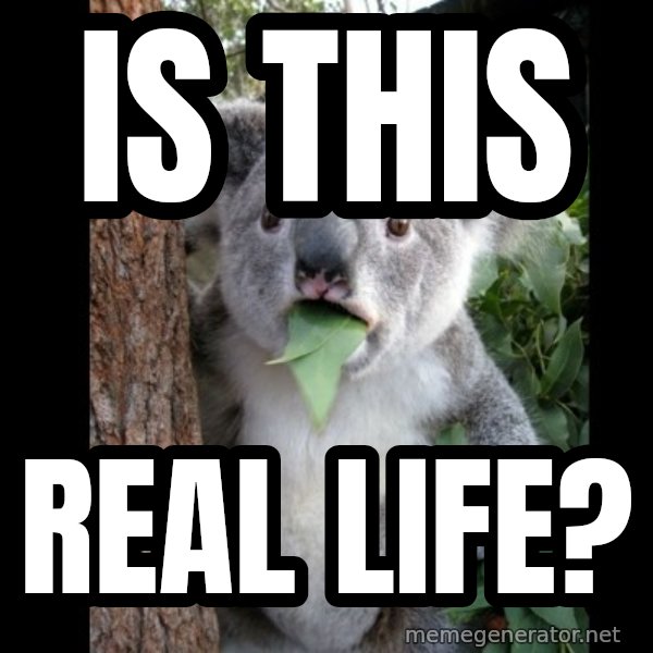 Koala can't believe it meme: Is this / real life?