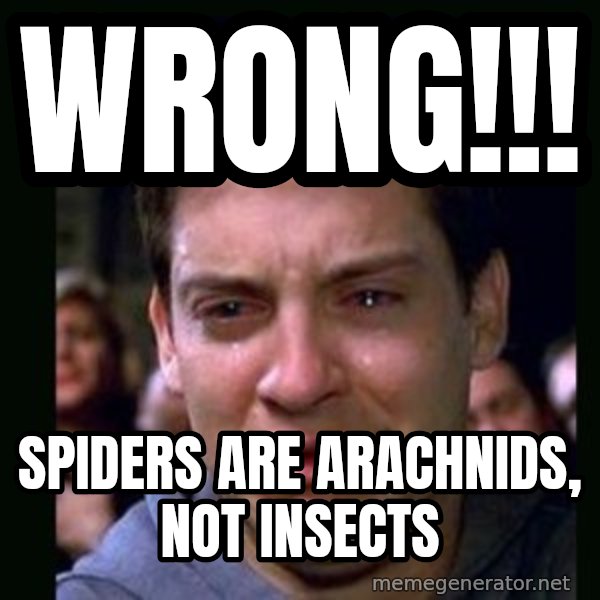 crying peter parker meme: wrong!!! / spiders are arachnids, not insects