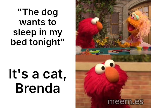 Elmo vs. Rocco meme: "The dog wants to sleep in my bed tonight" / It's a cat, Brenda