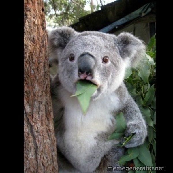 Koala can't believe it meme template