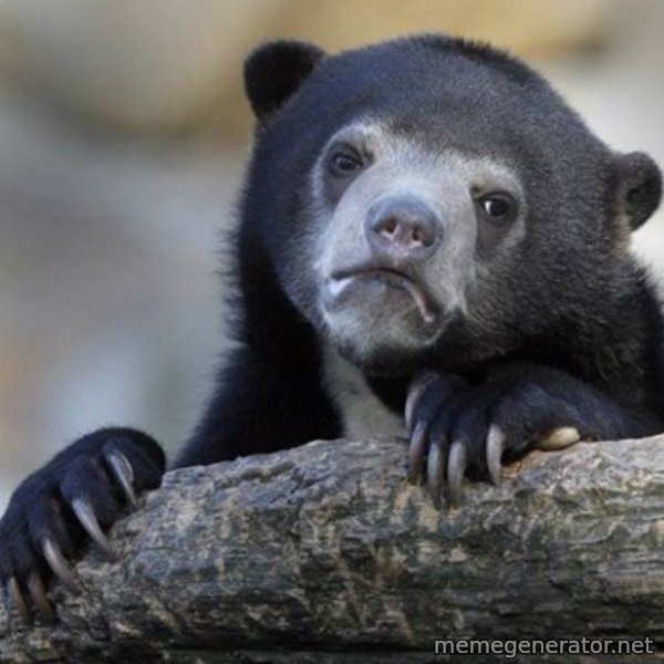 Confession Bear meme template